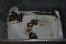 litter 1.JPG
