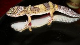 Gecko photos 030 sm.jpg