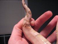 cloaca.jpg
