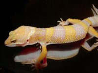 Gecko photos 039 sm.jpg