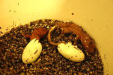 hatched.jpg
