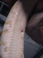 bite.jpg