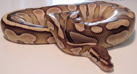 lesser.jpg