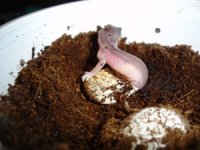 birth of super 004.jpg