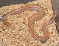 hypo Borrego2_1.jpg