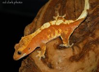! My Geckos 009_edited-1.jpg