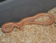 albino het snow1_7.jpg