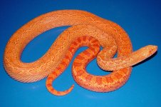 05 Albino red fauna.JPG