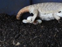 Beardie Eggs 1.JPG