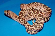 BHS107 fauna.JPG