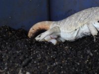 Beardie eggs 2.JPG