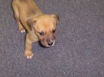 puppy2.jpg