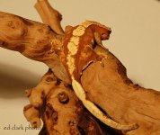 ! 2-22 cresties. 037_edited-1.jpg