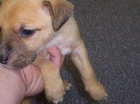 puppy1.jpg