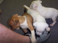 puppy3.jpg