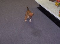 puppy4.jpg