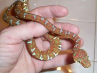 07 female 2.jpg
