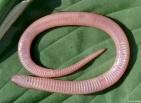 wormsnake.jpg