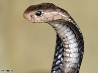 cobra_japan.jpg