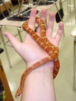 Hokie2.jpg