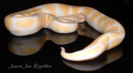05 Albino Ball.JPG