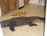 0_61_042208_Alligator.jpg