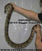 gravid3000.jpg
