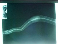 Snake xray1.jpg