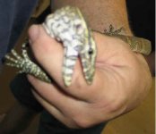 Lizard501.jpg