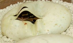 I see you![1].JPG