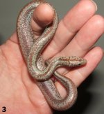 rosy3 male maybe (8).JPG