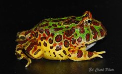 ! 12-24 Horned frogs. 011_edited-1.jpg