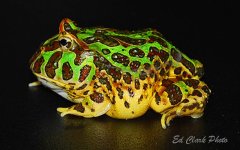 ! 12-24 Horned frogs. 024_edited-1.jpg