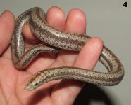 rosy4 female maybe (12).JPG