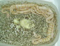 allalbino.jpg