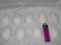 20071215womaeggs1.jpg