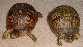 Turtle_Close_Up.JPG