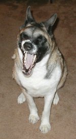 abby hyena.JPG