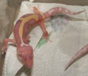 stripebaby.jpg