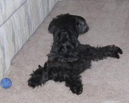 dogs1.JPG