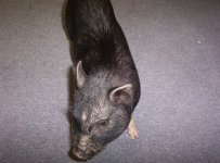 pig1.jpg