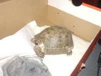 turtle.jpg