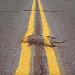 middle_of_road.jpg