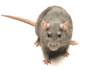 brown-rat.png