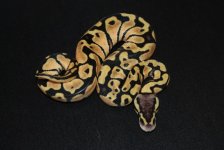 Pastel Poss Het Albino Female 3.jpg