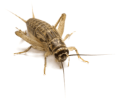 Cricket.png