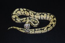 Phantom Bumblebee Female 1.jpg