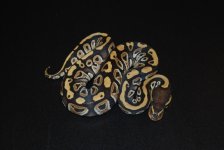 Phantom Het Hypo Female 1.jpg