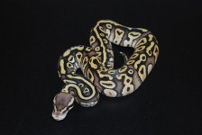Pastel Phantom Het Hypo Female 1.jpg