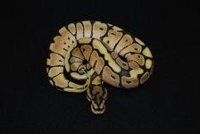Phantom Spider Female 1.jpg